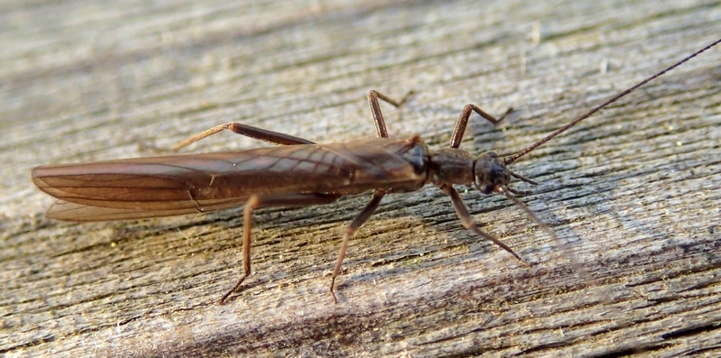 Plecoptera: Leuctra sp. (Leuctridae)